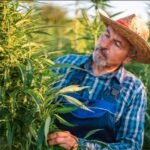 New York Cannabis Farmer Support Budget