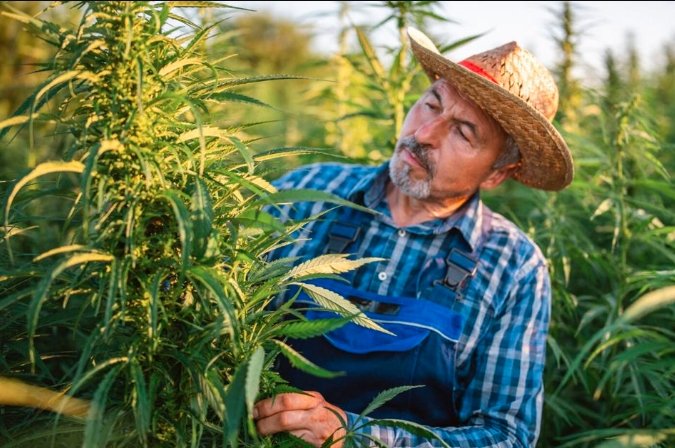 New York Cannabis Farmer Support Budget