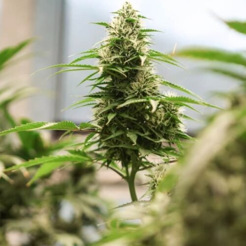 A Historic Opening: North Carolina Welcomes Its First Cannabis Dispensary