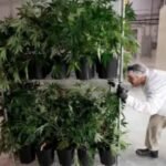 Ontario Cannabis Industry Update