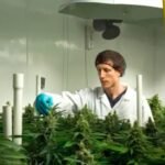 Ontario cannabis enforcement funding increase