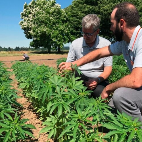 Pioneering Hemp Research: Oregon State University Secures $10 Million Grant