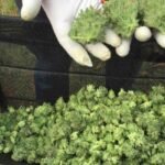 Oregon cannabis market legislation