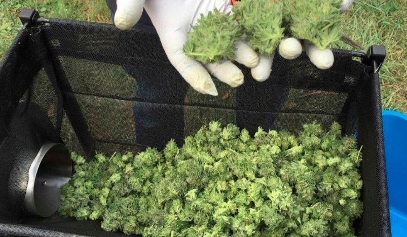 Oregon cannabis market legislation