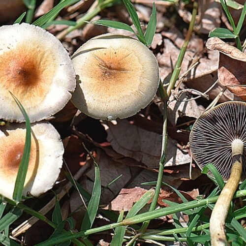 Utilizing Untargeted Chemical Analysis for Assessing Psilocybin and Psilocin Levels Across Various Psilocybe cubensis Mushroom Varieties via LC–MS/MS
