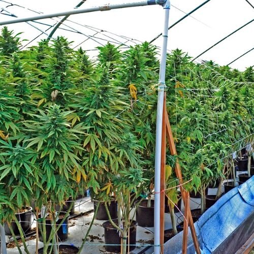 How Recreational Cannabis Laws May Increase Workplace Injuries Among Young Workers