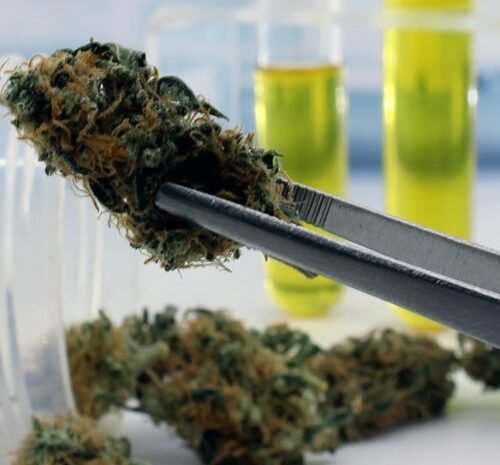 The Hemp Conundrum: THCA’s Legal Status Sparks Debate