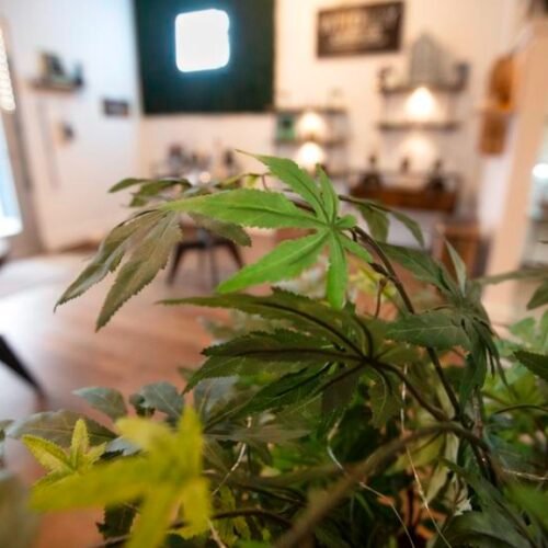 Navigating the Green Wave: Texas’s Call for CBD Regulation