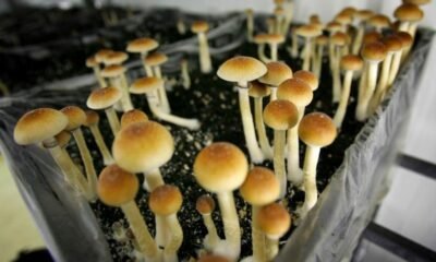 Vermont Lawmakers Debate Psilocybin Legalization in Psychedelic Study Bill