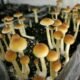 Vermont Lawmakers Debate Psilocybin Legalization in Psychedelic Study Bill