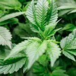Victorian cannabis policy survey results