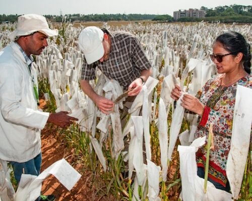 Village Farms: A Green Giant’s Financial Growth in the Cannabis Sector