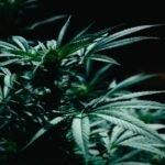 Washington DC cannabis legislation debate