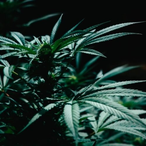 D.C.’s Cannabis Conundrum: Federal Budget Bars Sales Once More