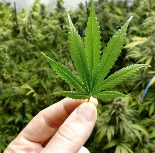 Unveiling the Complexity: Law Enforcement’s Stance on Marijuana Legalization