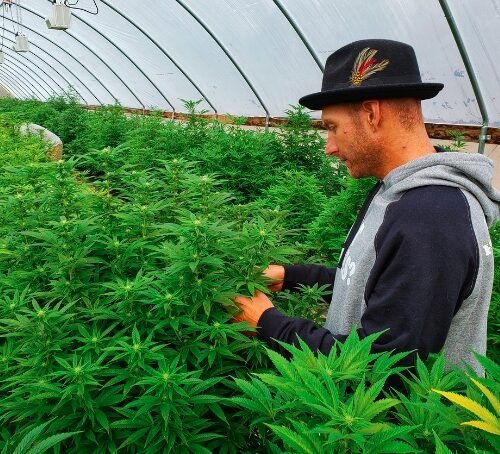 Uniting for Healing: Wisconsin Tribes Advocate for Medical Cannabis