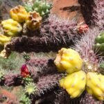 Cannabis Cultivation in the Arizona Desert: A Blooming Industry