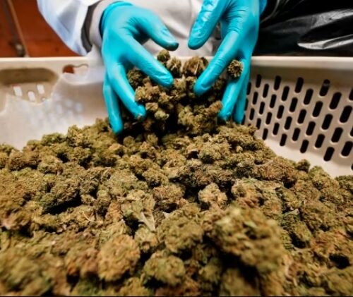 Banking on Change: Yellen’s Stand for Cannabis Financial Reform