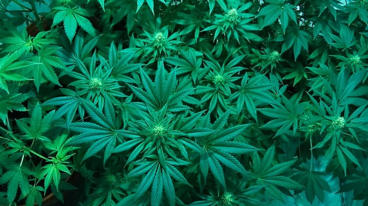 cannabis legalization growth