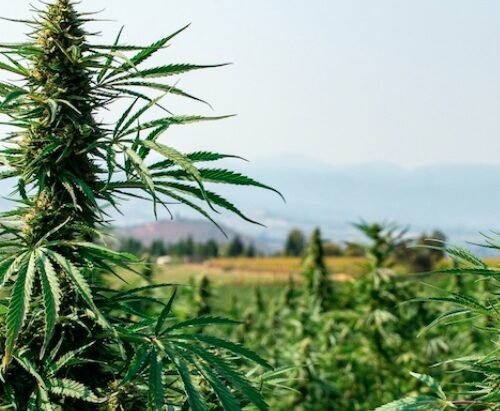 Kansas Senators Table Bill to Create Medical Marijuana Pilot Program