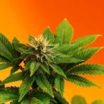 hawaii cannabis sales bill advancement