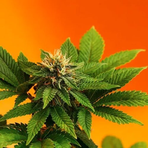 Hawaii’s Legislative Wave: Advancing Cannabis Sales Bill