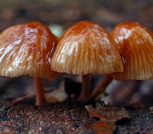 Illinois’ Leap Towards Psychedelic Reform: The CURE Act
