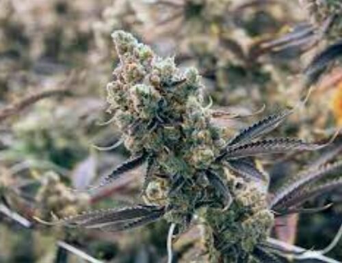 High Tide’s Strategic Acquisition: Queen of Bud Joins the Empire