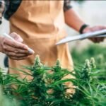 the Future of Cannabis Industry