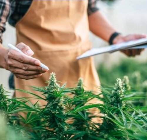 How Women are Shaping the Future of Cannabis Industry