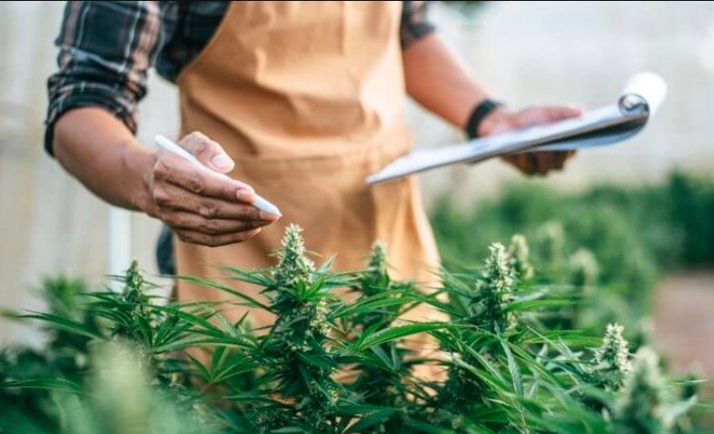 the Future of Cannabis Industry