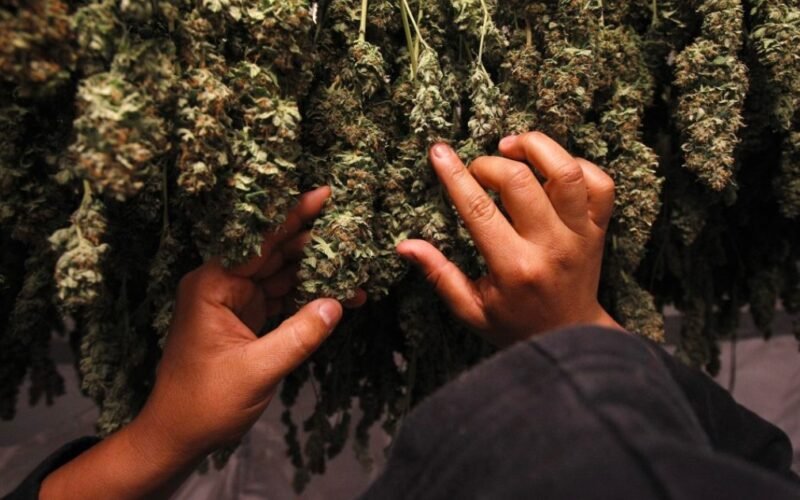 American cannabis legalization movement