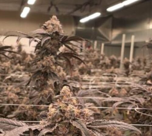 Avant Brands’ Soaring Success: A Tale of Strategic Growth and Global Reach