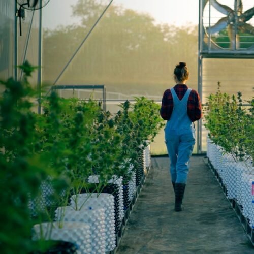 Baker College Pioneers Cannabis Education with New Course Offerings