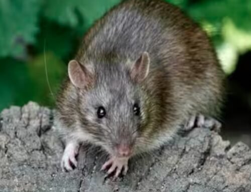 The Great Cannabis Caper: Rodents Suspected in Disappearance of Seized Contraband