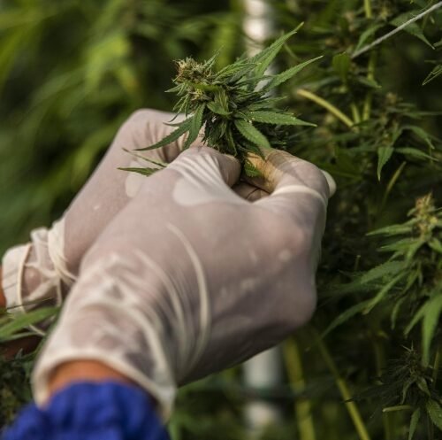 Florida’s Momentous Decision: The Future of Cannabis Legalization