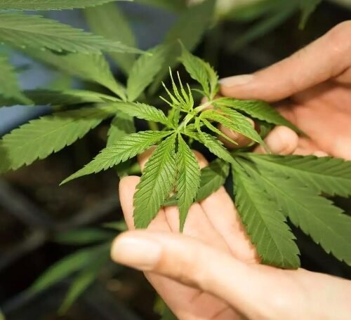 Germany’s Progressive Stride: Embracing Cannabis with Cautious Optimism