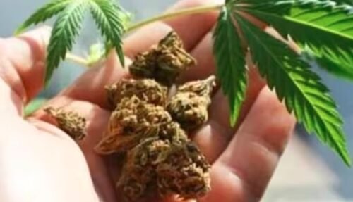 Germany’s Green Light: Cannabis Legalization and Global Implications