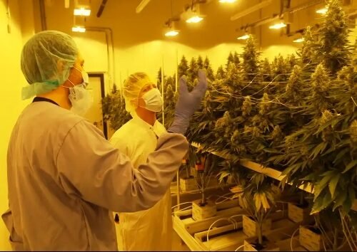 Unraveling the JuicyFields Saga: A Cautionary Tale of Cannabis Investment Fraud