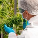 KPMG cannabis industry withdrawal