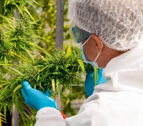 KPMG Retreats from Cannabis Sector Citing Elevated Risks