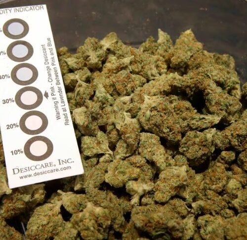 A Historic Leap for Justice: Massachusetts Clears Cannabis Convictions