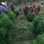 Mataram police cannabis destruction