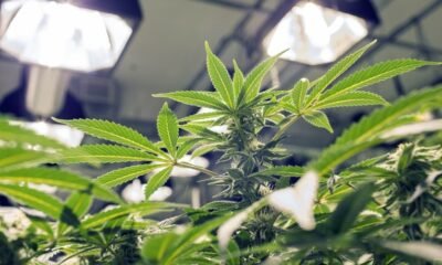 New Brunswick Faces Dilemma Over Cannabis Laws on First Nations Reserves