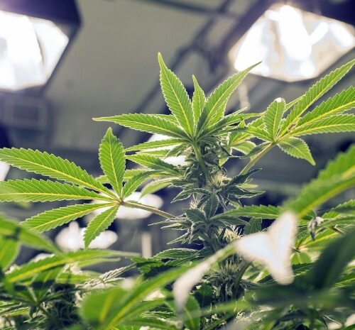 New Brunswick Faces Dilemma Over Cannabis Laws on First Nations Reserves