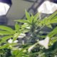 New Brunswick Faces Dilemma Over Cannabis Laws on First Nations Reserves