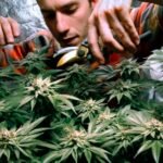 New Hampshire cannabis legislation debate