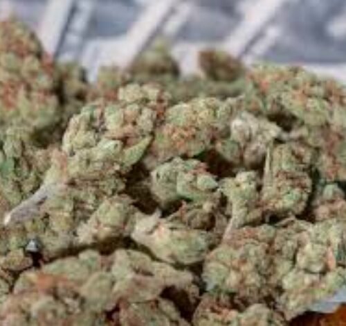 Federal Seizures of State-Legal Cannabis Stir Controversy in New Mexico
