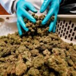 New York Cannabis Regulations Court Decision