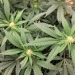 North Dakota cannabis reform ballot